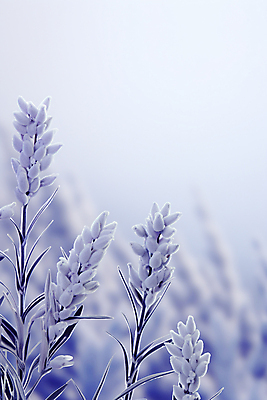 JPG 편집이미지 꽃 잎 겨울 사람없음 눈 서리 연보라색 눈내림 카피스페이스 겨울눈 편집실사 AI포토 AI콘텐츠 자연요소 식물 계절 날씨 눈_날씨 보라색 공백 CG 파일형식