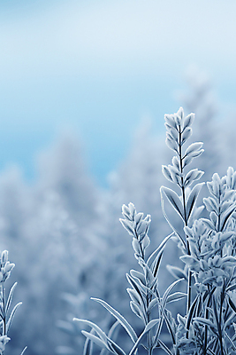 JPG 편집이미지 하늘색 잎 겨울 사람없음 눈 풀 서리 블러효과 눈내림 카피스페이스 편집실사 AI포토 AI콘텐츠 자연요소 식물 계절 날씨 눈_날씨 파란색 공백 CG 블러 파일형식 효과