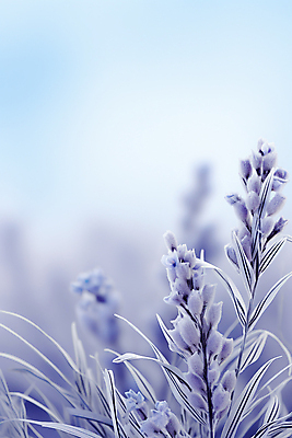 JPG 편집이미지 꽃 잎 겨울 사람없음 눈 서리 연보라색 눈내림 카피스페이스 편집실사 AI포토 AI콘텐츠 자연요소 식물 계절 날씨 눈_날씨 보라색 공백 CG 파일형식