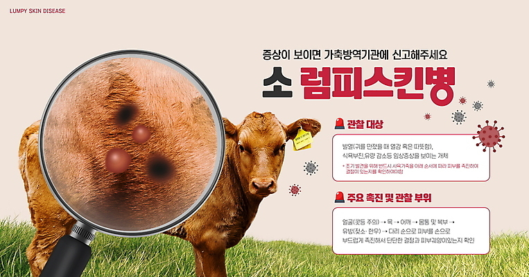 PSD 편집이미지 돋보기 사람없음 가축 소 바이러스 확대 사회이슈 방역 신고 전염병 증상 피부병 가축전염병 럼피스킨병 이미지편집 동물 컨셉 포유류 질병 피부질환 파일형식