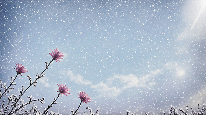 JPG 편집이미지 꽃 겨울 하늘 풍경 사람없음 설원 추위 눈 눈내림 편집실사 AI포토 AI콘텐츠 자연요소 식물 계절 날씨 눈_날씨 CG 파일형식