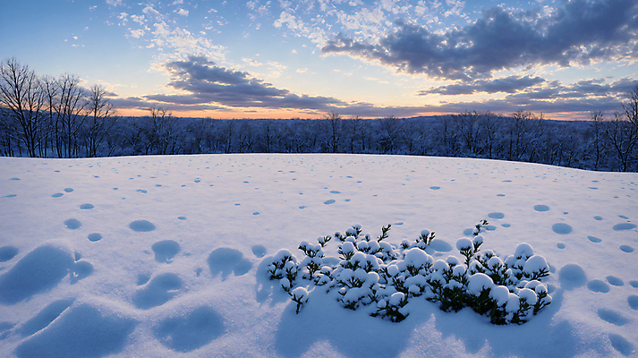 JPG 나무 편집이미지 겨울 하늘 풍경 사람없음 설원 추위 눈 풀 편집실사 AI포토 AI콘텐츠 자연요소 식물 계절 날씨 눈_날씨 CG 파일형식
