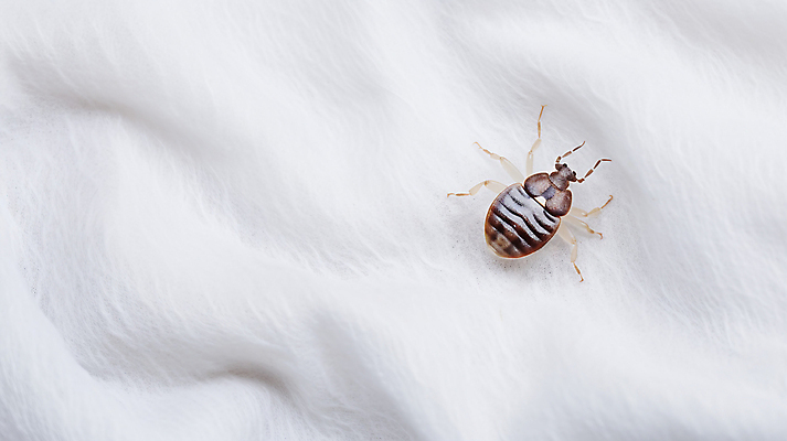 JPG 편집이미지 침구 사람없음 이불 긴급 해충 벌레 사회이슈 빈대 편집실사 AI컴퓨터그래픽 AI콘텐츠 곤충 컨셉 CG 파일형식