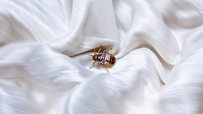 JPG 편집이미지 침구 사람없음 이불 긴급 해충 벌레 사회이슈 빈대 편집실사 AI컴퓨터그래픽 AI콘텐츠 곤충 컨셉 CG 파일형식