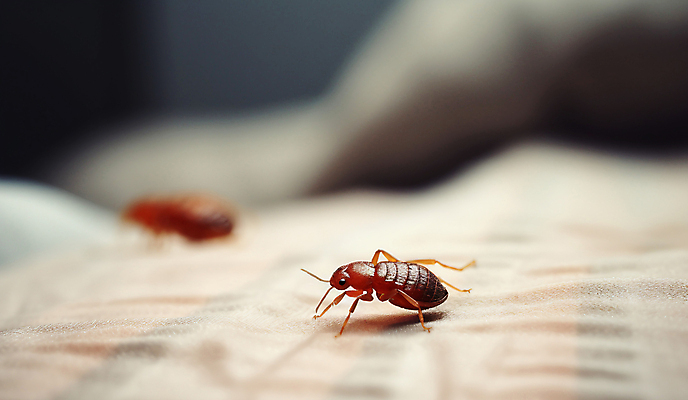 JPG 편집이미지 침구 사람없음 이불 긴급 해충 벌레 사회이슈 빈대 편집실사 AI컴퓨터그래픽 AI콘텐츠 곤충 컨셉 CG 파일형식