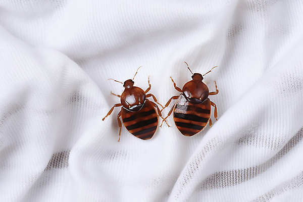 JPG 편집이미지 침구 사람없음 이불 긴급 해충 벌레 사회이슈 빈대 편집실사 AI컴퓨터그래픽 AI콘텐츠 곤충 컨셉 CG 파일형식