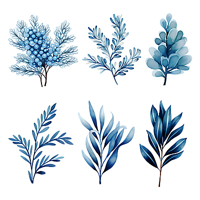PSD 열매 잎 겨울 일러스트 나뭇잎 수채화 사람없음 파란색 세트 풀 풀잎 엘리먼트 보테니컬아트 국내일러스트 식물 계절 컬러 풀_식물 파일형식