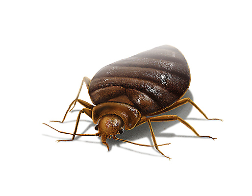 PSD 일러스트 사람없음 갈색 해충 벌레 사회이슈 빈대 국내일러스트 컬러 곤충 컨셉 파일형식