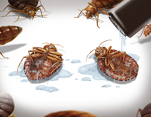 PSD 일러스트 사람없음 갈색 죽음 살충 해충 벌레 사회이슈 살충제 방역 소독제 퇴치 빈대 국내일러스트 컬러 곤충 컨셉 파일형식