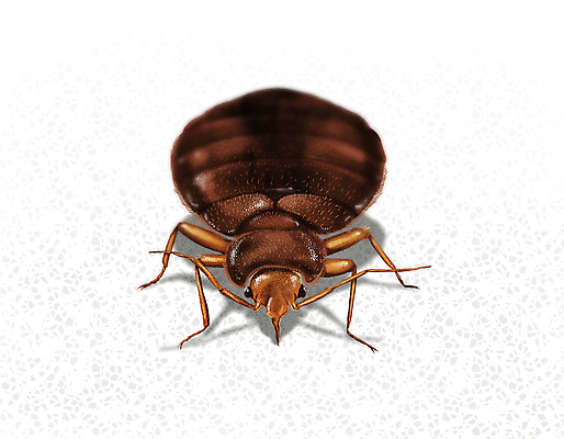 PSD 일러스트 사람없음 갈색 해충 벌레 사회이슈 퇴치 빈대 국내일러스트 컬러 곤충 컨셉 파일형식