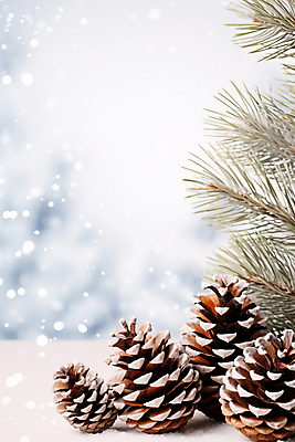 JPG 편집이미지 백그라운드 겨울 사람없음 눈 소나무 디지털합성 솔방울 솔잎 편집실사 AI포토 AI콘텐츠 자연요소 나무 계절 잎 날씨 CG 파일형식