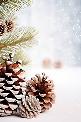 JPG 편집이미지 백그라운드 겨울 사람없음 눈 소나무 풀잎 디지털합성 솔방울 솔잎 편집실사 AI포토 AI콘텐츠 자연요소 나무 계절 잎 날씨 풀_식물 CG 파일형식