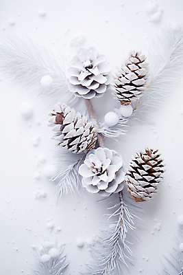 JPG 편집이미지 백그라운드 겨울 사람없음 흰색 눈 소나무 디지털합성 솔방울 편집실사 AI포토 AI콘텐츠 자연요소 나무 계절 컬러 날씨 CG 파일형식