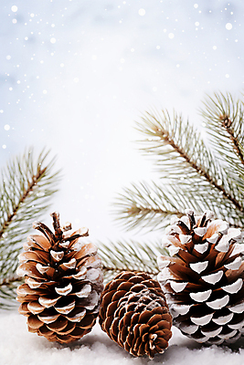 JPG 편집이미지 백그라운드 겨울 사람없음 눈 소나무 풀잎 디지털합성 솔방울 편집실사 AI포토 AI콘텐츠 자연요소 나무 계절 잎 날씨 풀_식물 CG 파일형식