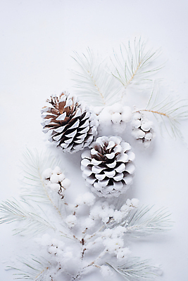 JPG 편집이미지 백그라운드 겨울 사람없음 흰색 눈 소나무 디지털합성 솔방울 편집실사 AI포토 AI콘텐츠 자연요소 나무 계절 컬러 날씨 CG 파일형식