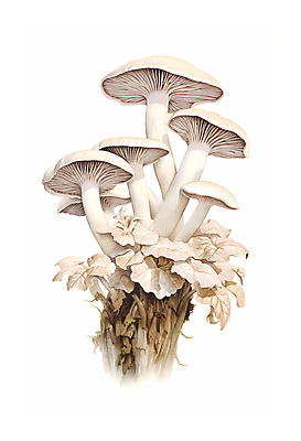 JPG 일러스트 자연 수채화 사람없음 버섯 손그림 국내일러스트 AI일러스트 AI콘텐츠 생태계 파일형식