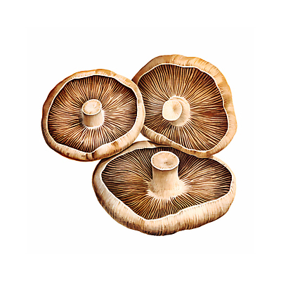 JPG 일러스트 자연 수채화 사람없음 버섯 손그림 국내일러스트 AI일러스트 AI콘텐츠 생태계 파일형식