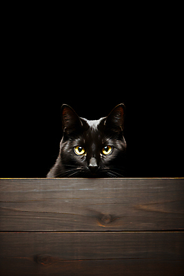 JPG 동물 편집이미지 한마리 사람없음 목재 검은색 고양이 어둠 편집실사 AI포토 AI콘텐츠 나무 1 컬러 재료 포유류 반려동물 CG 파일형식