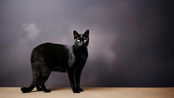 JPG 동물 편집이미지 한마리 서기 사람없음 검은색 고양이 어둠 편집실사 AI포토 AI콘텐츠 1 컬러 포유류 모션 반려동물 CG 파일형식