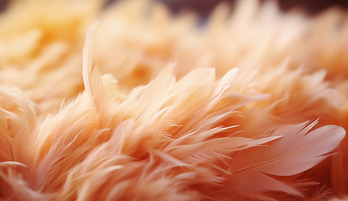 JPG 편집이미지 사람없음 깃털 디지털합성 부드러움 편집소스 피치퍼즈 편집실사 AI포토 AI콘텐츠 감각 CG 파일형식 트렌드컬러