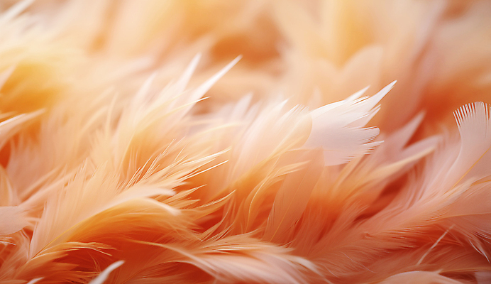 JPG 편집이미지 사람없음 깃털 디지털합성 부드러움 편집소스 피치퍼즈 편집실사 AI포토 AI콘텐츠 감각 CG 파일형식 트렌드컬러