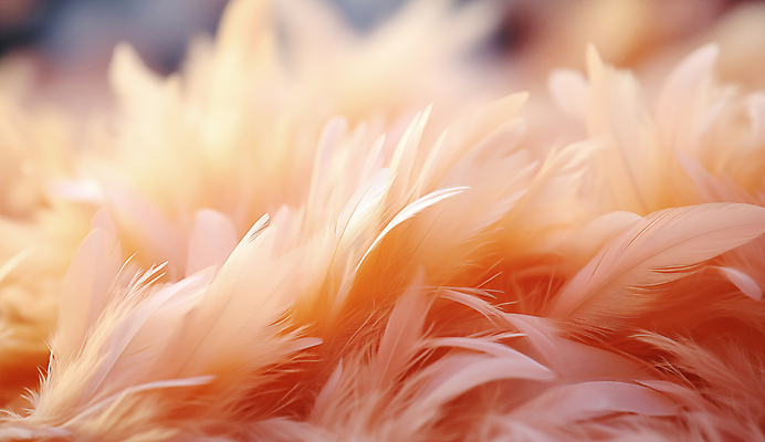 JPG 편집이미지 사람없음 깃털 디지털합성 부드러움 편집소스 피치퍼즈 편집실사 AI포토 AI콘텐츠 감각 CG 파일형식 트렌드컬러