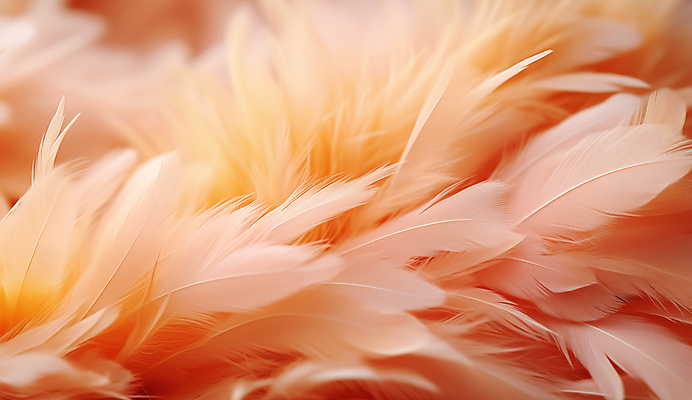 JPG 편집이미지 사람없음 깃털 디지털합성 부드러움 편집소스 피치퍼즈 편집실사 AI포토 AI콘텐츠 감각 CG 파일형식 트렌드컬러