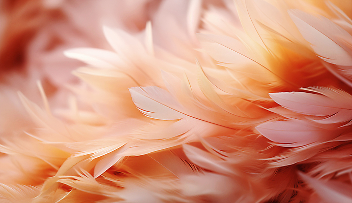 JPG 편집이미지 사람없음 깃털 디지털합성 부드러움 편집소스 피치퍼즈 편집실사 AI포토 AI콘텐츠 감각 CG 파일형식 트렌드컬러