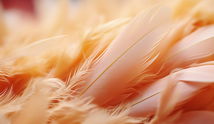 JPG 편집이미지 사람없음 깃털 디지털합성 부드러움 편집소스 피치퍼즈 편집실사 AI포토 AI콘텐츠 감각 CG 파일형식 트렌드컬러