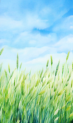JPG 구름 백그라운드 일러스트 자연 하늘 풍경 초원 사람없음 여름 맑음 봄 풀 보리밭 청보리밭 국내일러스트 AI일러스트 AI콘텐츠 자연요소 식물 계절 밭 날씨 생태계 보리 파일형식