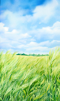 JPG 구름 백그라운드 일러스트 자연 하늘 산 풍경 초원 사람없음 여름 맑음 봄 풀 보리밭 청보리밭 국내일러스트 AI일러스트 AI콘텐츠 자연요소 식물 계절 밭 날씨 생태계 보리 파일형식