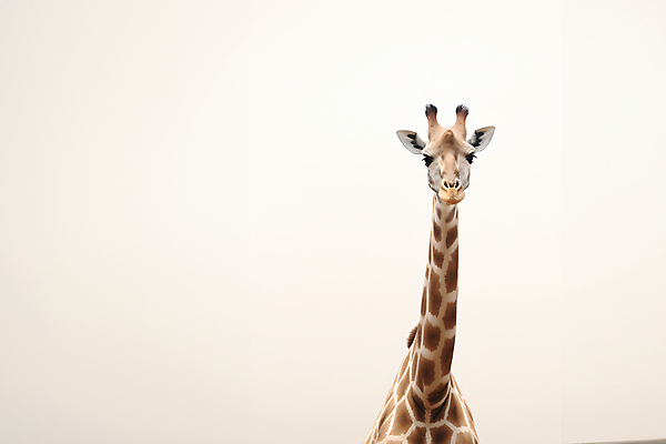 JPG 동물 편집이미지 한마리 사람없음 흰색 기린 편집실사 AI포토 AI콘텐츠 1 컬러 포유류 CG 파일형식