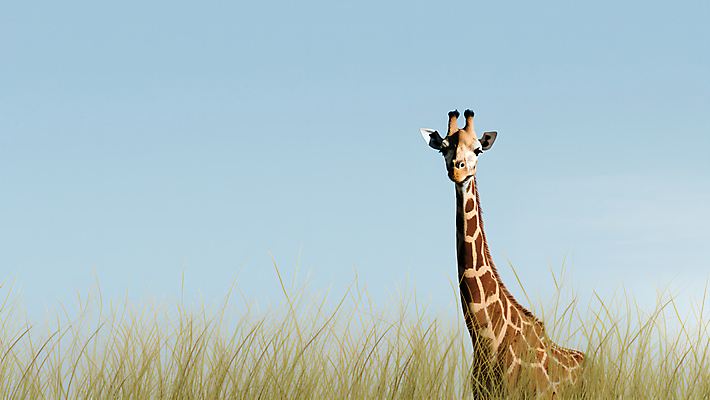 JPG 동물 편집이미지 한마리 자연 하늘 풍경 사람없음 풀 기린 편집실사 AI포토 AI콘텐츠 식물 1 포유류 CG 생태계 파일형식