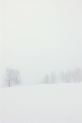 JPG 나무 백그라운드 설경 겨울 일러스트 자연 풍경 사람없음 설원 고요 추위 흰색 눈 국내일러스트 AI일러스트 AI콘텐츠 자연요소 식물 계절 컬러 날씨 눈_날씨 생태계 파일형식