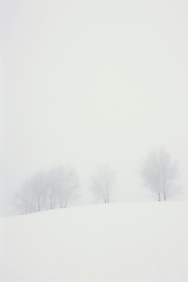 JPG 나무 백그라운드 설경 겨울 일러스트 자연 풍경 사람없음 설원 고요 추위 흰색 눈 국내일러스트 AI일러스트 AI콘텐츠 자연요소 식물 계절 컬러 날씨 눈_날씨 생태계 파일형식