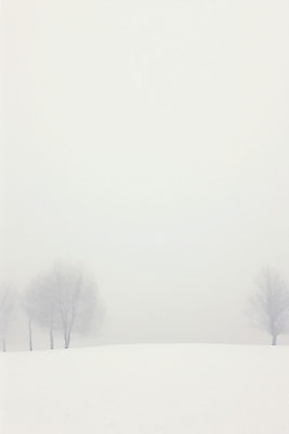 JPG 나무 백그라운드 설경 겨울 일러스트 자연 풍경 사람없음 설원 고요 추위 흰색 눈 국내일러스트 AI일러스트 AI콘텐츠 자연요소 식물 계절 컬러 날씨 눈_날씨 생태계 파일형식