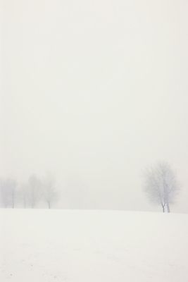 JPG 나무 백그라운드 설경 겨울 일러스트 자연 풍경 사람없음 설원 고요 추위 흰색 눈 국내일러스트 AI일러스트 AI콘텐츠 자연요소 식물 계절 컬러 날씨 눈_날씨 생태계 파일형식