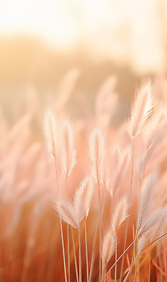 JPG 편집이미지 자연 풍경 사람없음 가을 억새 블러효과 트렌드컬러 피치퍼즈 편집실사 AI포토 AI콘텐츠 식물 계절 컬러 CG 생태계 블러 파일형식 효과