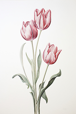 PSD 분홍색 일러스트 자연 사람없음 튤립 풀 그림 세송이 국내일러스트 식물 꽃 컬러 3 생태계 파일형식