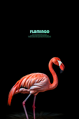 PSD 편집이미지 한마리 백그라운드 조류 사람없음 빨간색 검은색 플라밍고 이미지편집 동물 1 컬러 파일형식