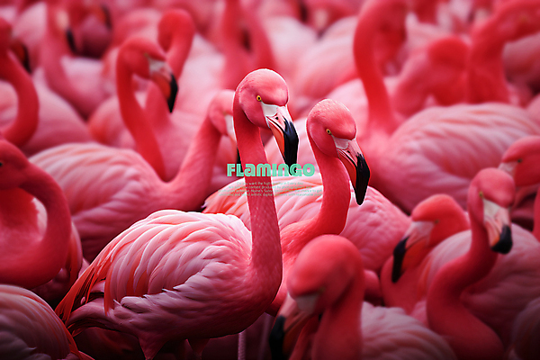 PSD 편집이미지 분홍색 백그라운드 여러마리 조류 사람없음 플라밍고 가득함 이미지편집 동물 컬러 다수 파일형식
