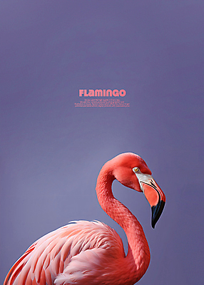 PSD 편집이미지 한마리 분홍색 백그라운드 조류 사람없음 보라색 플라밍고 이미지편집 동물 1 컬러 파일형식