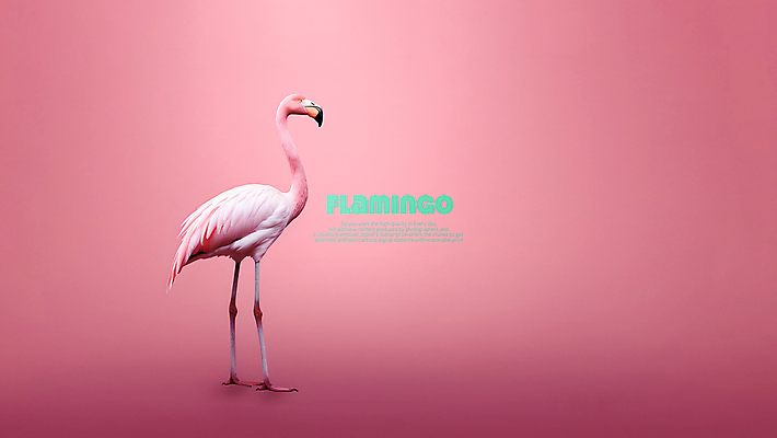 PSD 편집이미지 한마리 분홍색 백그라운드 조류 사람없음 플라밍고 이미지편집 동물 1 컬러 파일형식