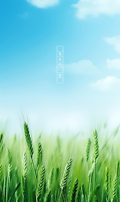 PSD 식물 구름 편집이미지 포스터 자연 하늘 풍경 초원 사람없음 여름 맑음 봄 보리밭 청보리 청보리밭 이미지편집 자연요소 계절 밭 날씨 생태계 보리 파일형식