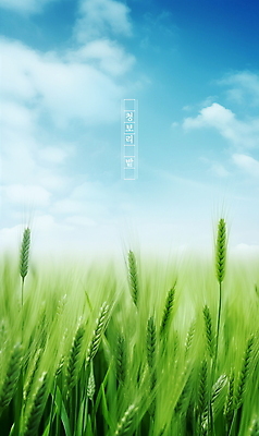 PSD 식물 구름 편집이미지 포스터 자연 하늘 풍경 초원 사람없음 여름 맑음 봄 보리밭 청보리 청보리밭 이미지편집 자연요소 계절 밭 날씨 생태계 보리 파일형식