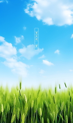 PSD 식물 구름 편집이미지 포스터 자연 하늘 풍경 초원 사람없음 여름 맑음 봄 보리밭 청보리 청보리밭 이미지편집 자연요소 계절 밭 날씨 생태계 보리 파일형식
