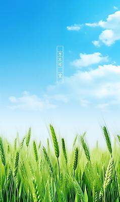 PSD 식물 구름 편집이미지 포스터 자연 하늘 풍경 초원 사람없음 여름 맑음 봄 보리밭 청보리 청보리밭 이미지편집 자연요소 계절 밭 날씨 생태계 보리 파일형식