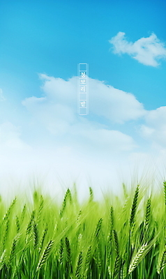 PSD 식물 구름 편집이미지 포스터 자연 하늘 풍경 초원 사람없음 여름 맑음 봄 보리밭 청보리 청보리밭 이미지편집 자연요소 계절 밭 날씨 생태계 보리 파일형식