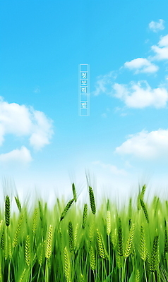 PSD 식물 구름 편집이미지 포스터 자연 하늘 풍경 초원 사람없음 여름 맑음 봄 보리밭 청보리 청보리밭 이미지편집 자연요소 계절 밭 날씨 생태계 보리 파일형식