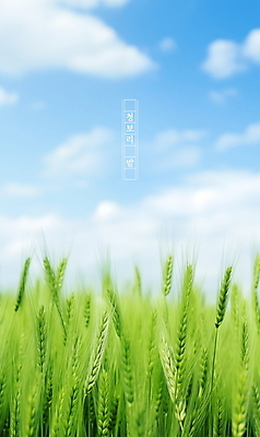 PSD 식물 구름 편집이미지 포스터 자연 하늘 풍경 초원 사람없음 여름 맑음 봄 보리밭 청보리 청보리밭 이미지편집 자연요소 계절 밭 날씨 생태계 보리 파일형식